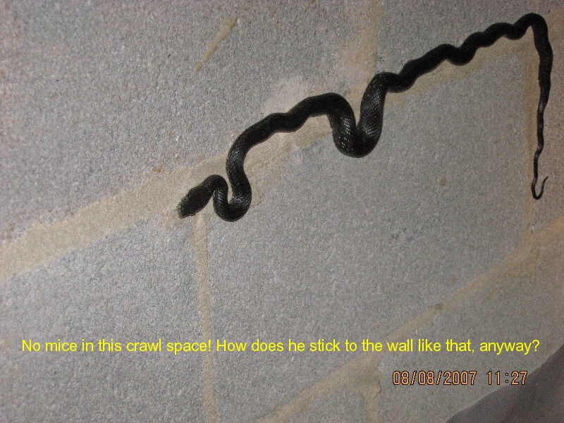 Rock Solid Home Inspections attic inspection photo 34